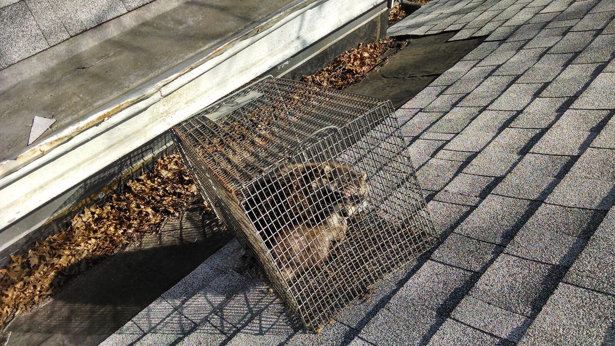 Waschbär sitzt in einer Drahtgitter-Lebendfalle