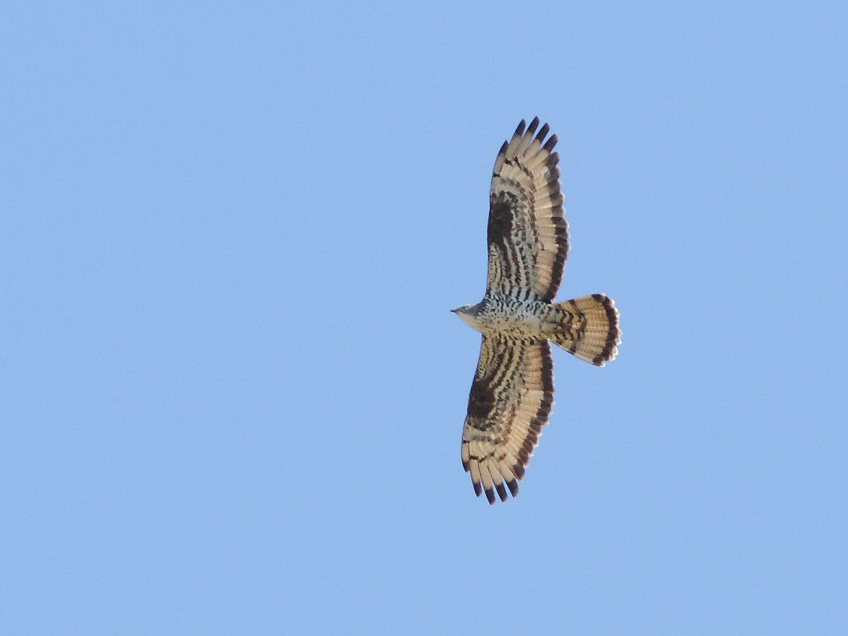 Wespenbussard im Flug mit schmalem vorgestrecktem Kopf, längerem Schwanz und flach gehaltenen Flügeln
