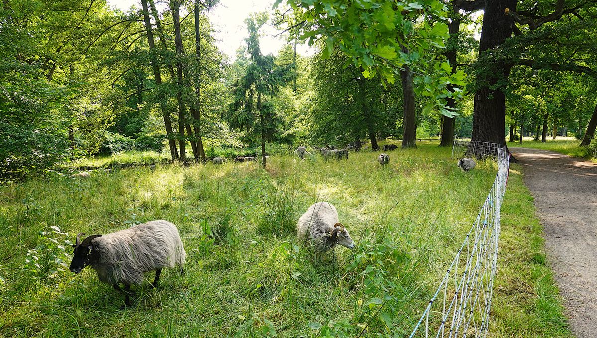 Schafe grasen auf einer Wiese hinter einem niedrigen, weiß-blauen Elektronetz