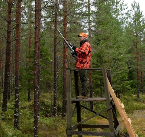 Die Drückjagd: Organisation, Ablauf und Sicherheit