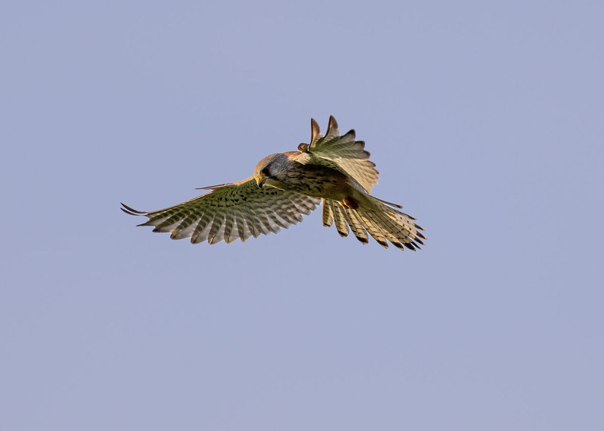 Turmfalke im Rüttelflug mit spitzen Flügeln und gefächertem Schwanz