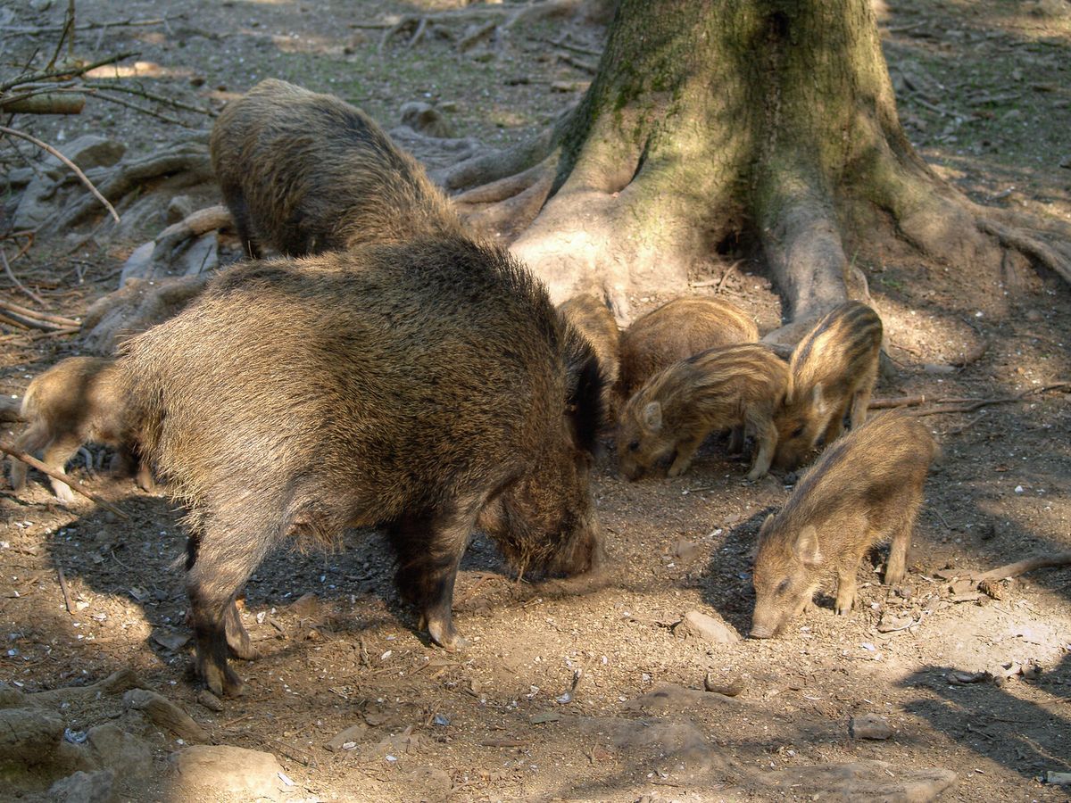 Wildschwein an einem Waldrand