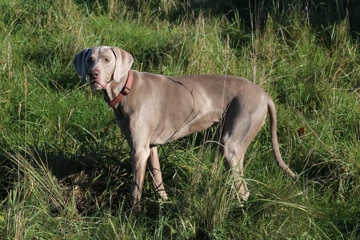 Weimaraner steht aufmerksam in hohem Gras und wendet den Kopf zur Seite