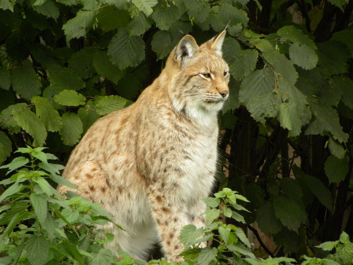 Eurasischer Luchs vor dichtem Waldlaub
