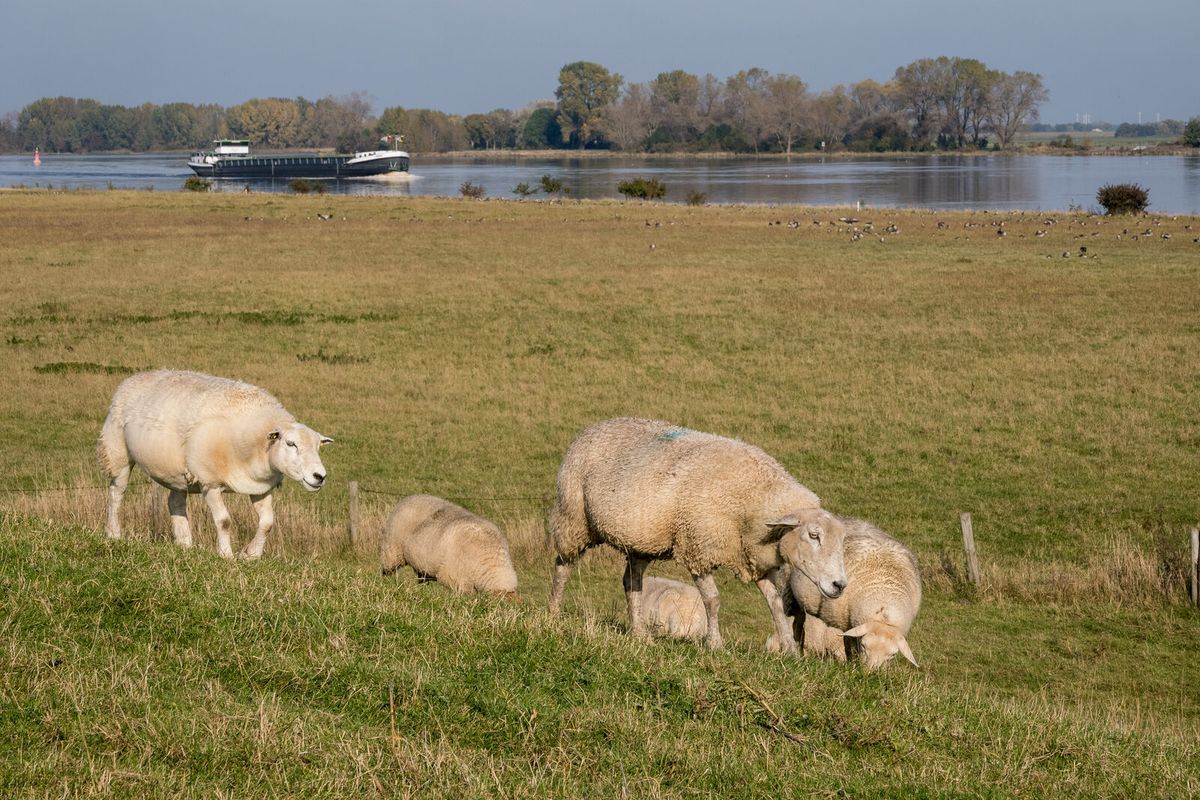 Deichschafe und Wildgänse auf Marschland an der Weser bei Elsfleth in der Wesermarsch