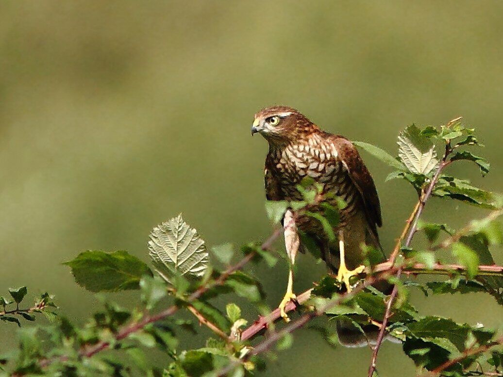 Sperber mit kurzen gerundeten Flügeln und langem Schwanz