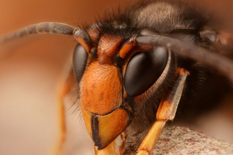 Asiatische Hornisse: Förderung läuft bis 31. Juli – was Jäger jetzt melden müssen