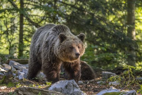 Bär im Oberallgäu? Entwarnung – die verdächtige Losung stammt vom Dachs