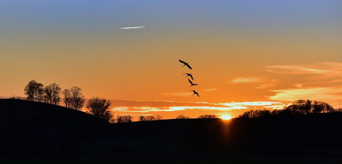 Feuchte Niederungslandschaft im Oderbruch in Brandenburg bei Sonnenuntergang