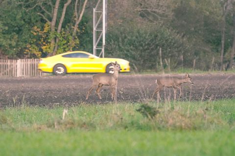 Wildunfall mit Reh: Tödlicher Unfall in Bayern – was Jäger und Autofahrer jetzt wissen müssen