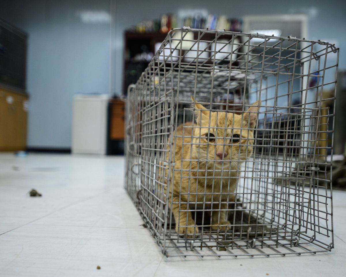 Hauskatze sitzt in einer Drahtgitter-Lebendfalle