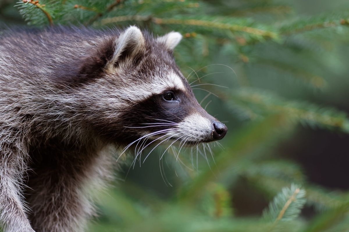 Nahaufnahme eines Waschbären mit typischer schwarzer Gesichtsmaske im Wald