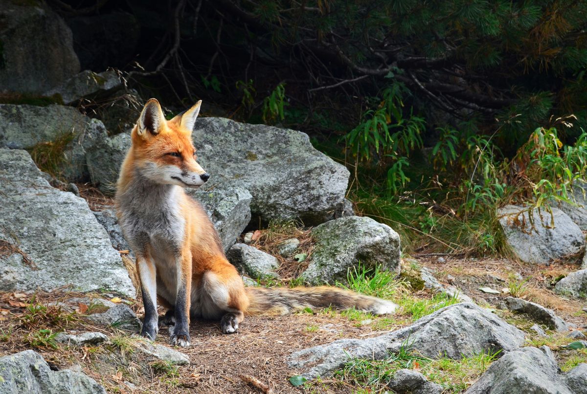 Rotfuchs sitzt aufmerksam auf felsigem Waldboden zwischen Moos und dunklem Nadelgehölz.