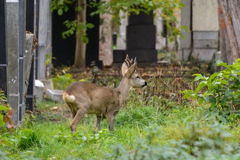 Bayerischer Jagdverband: 100 Tage Hubert Stärker – was der Neustart für Bayerns Jäger bedeutet