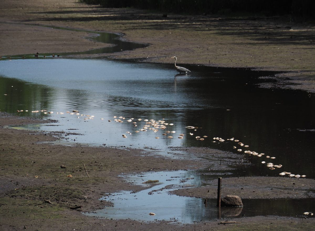 Graureiher neben toten Fischen an einem deutschen Teich