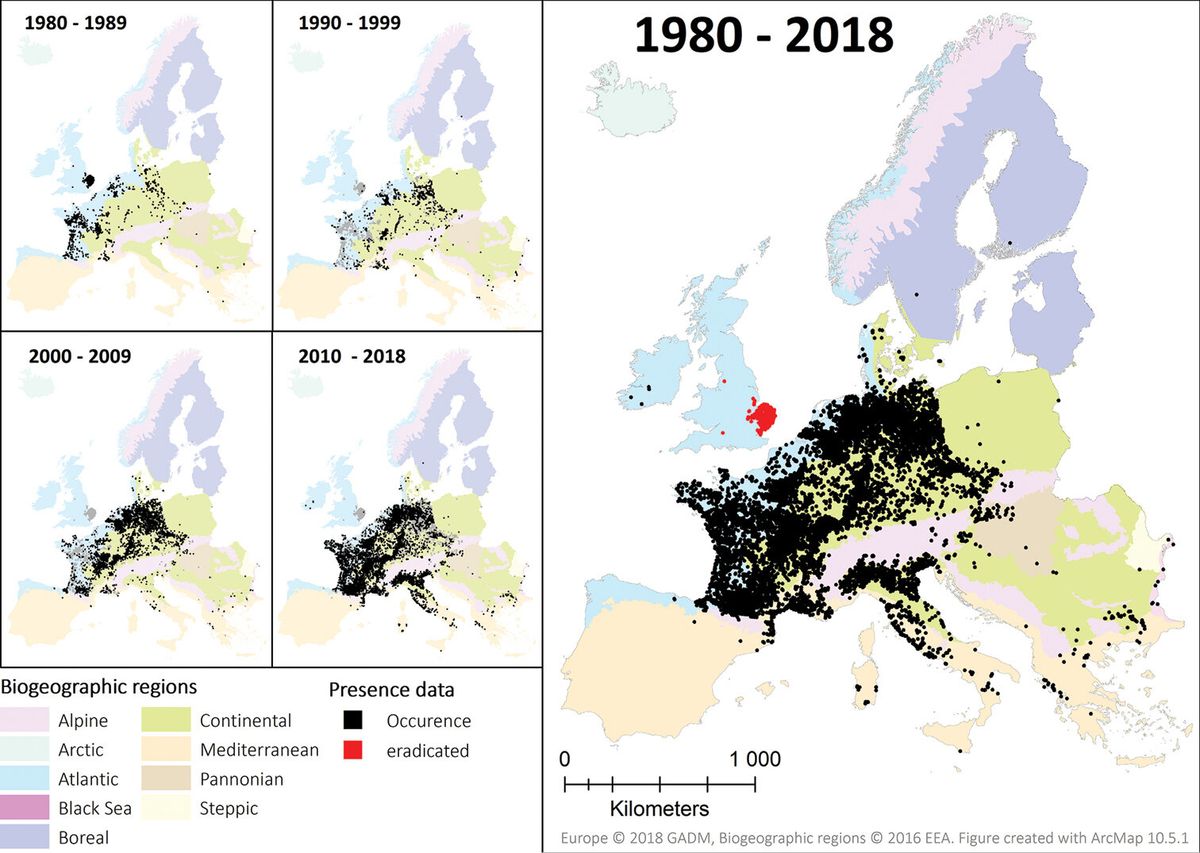 Kartenserie zur Ausbreitung der Nutria in Europa von 1980 bis 2018