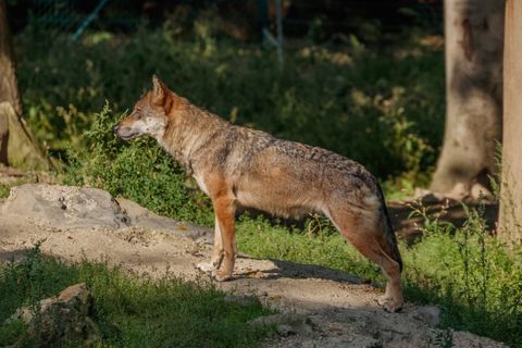 Wolf im sächsischen Jagdrecht: Der Landtag regelt den Anlass, nicht den Schützen