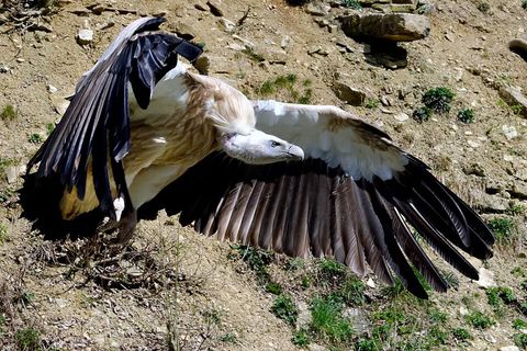 Geier als Aasfresser: Ökologische Rolle und jagdliche Relevanz