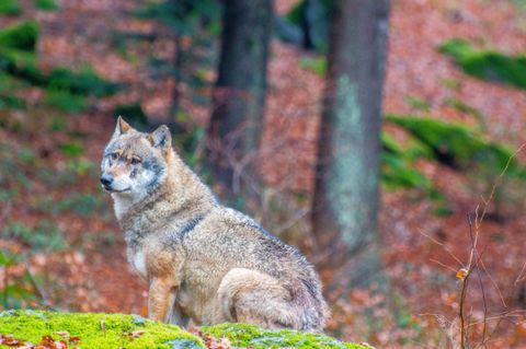 Wolfsabschuss im Lahn-Dill-Kreis: Warum von vier freigegebenen Jungwölfen nur zwei übrig sind