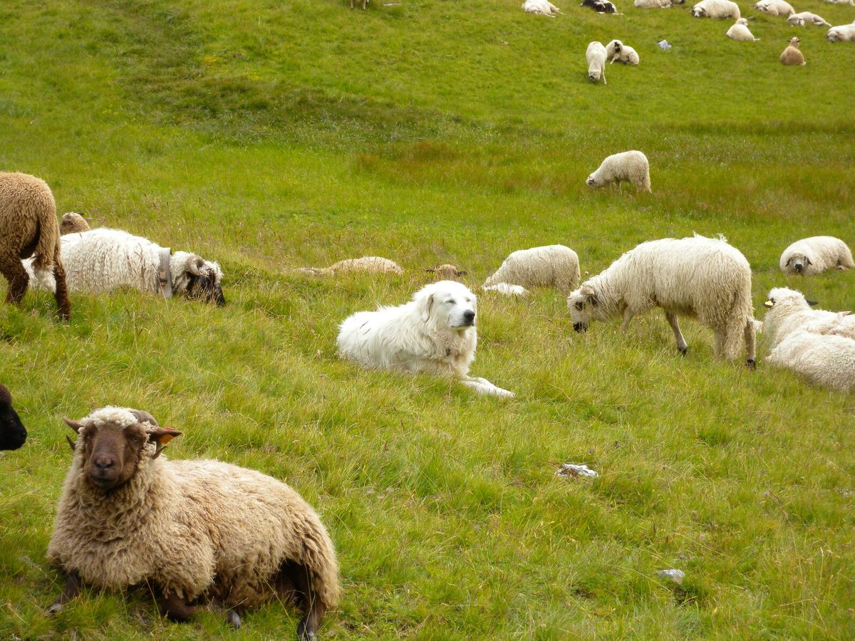 Pyrenäenberghund bewacht eine Schafherde auf der Weide