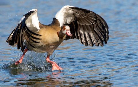 PETA gegen Nilgans-Abschüsse in Trier: Was die drohende Klage für Jäger bedeutet