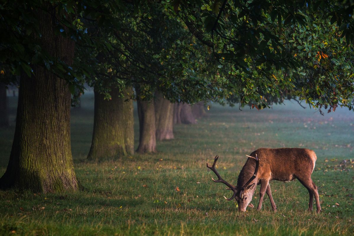 Adulter Rothirsch äst mit gesenktem Kopf in einem parkartigen Laubwald
