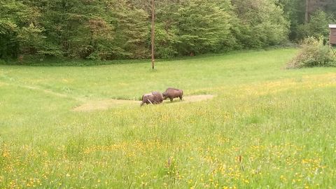 DM Bogen 3D Neustrelitz: Um 9 Uhr geht das ganze Feld gleichzeitig in den Parcours