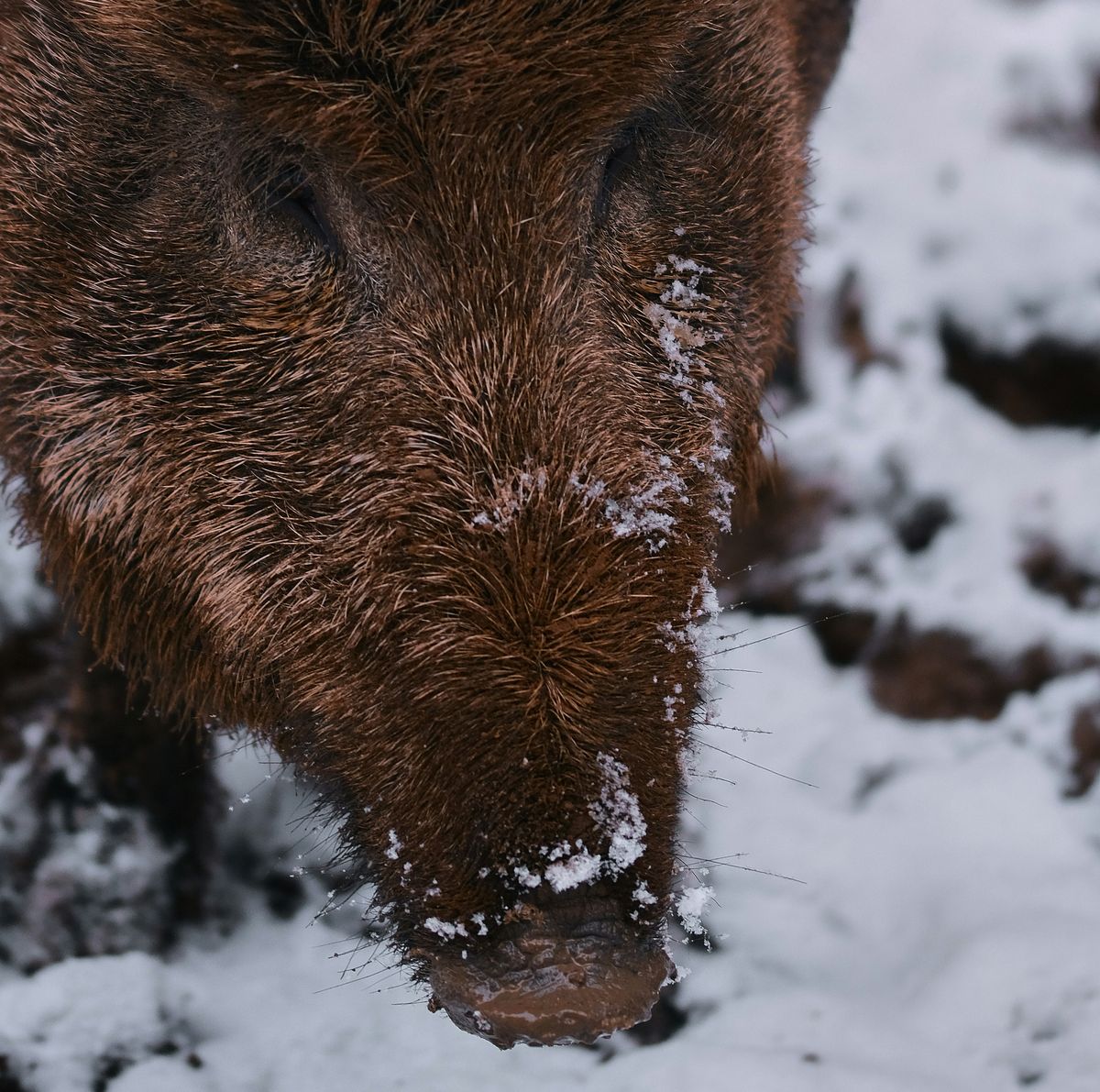 Nahaufnahme eines Wildschweinkopfes mit dem Rüssel unmittelbar über der Schneedecke