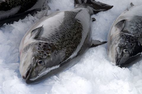 Ostsee-Lachs 2027: Die Besatzlachs-Ausnahme soll fallen