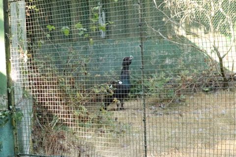 Auerhuhn im Schwarzwald: Nur noch 93 Hähne – warum jetzt die Jäger gefragt sind