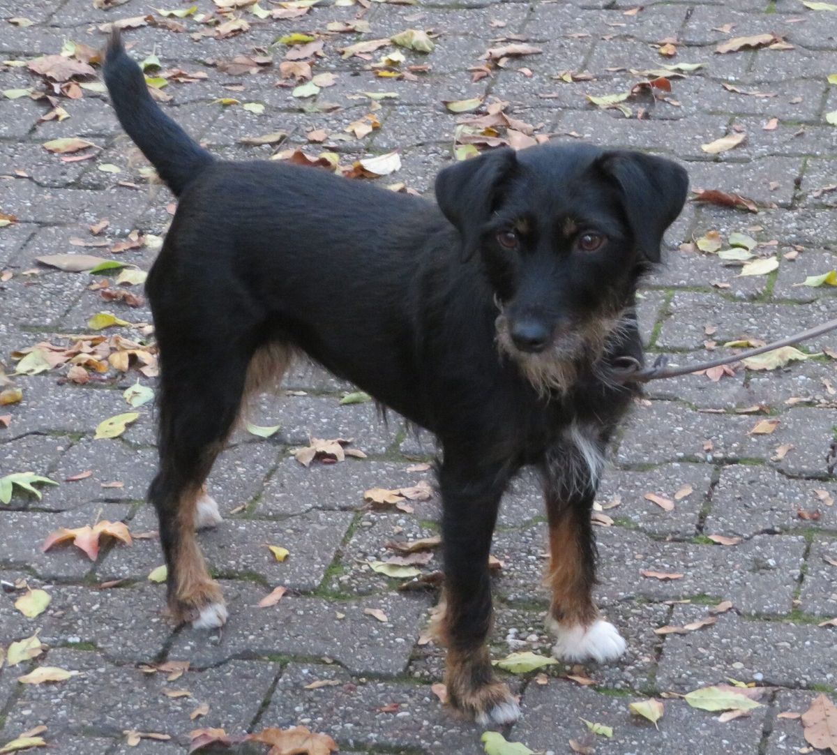 Schwarz-loh gefärbter Deutscher Jagdterrier steht an der Leine auf gepflastertem Grund