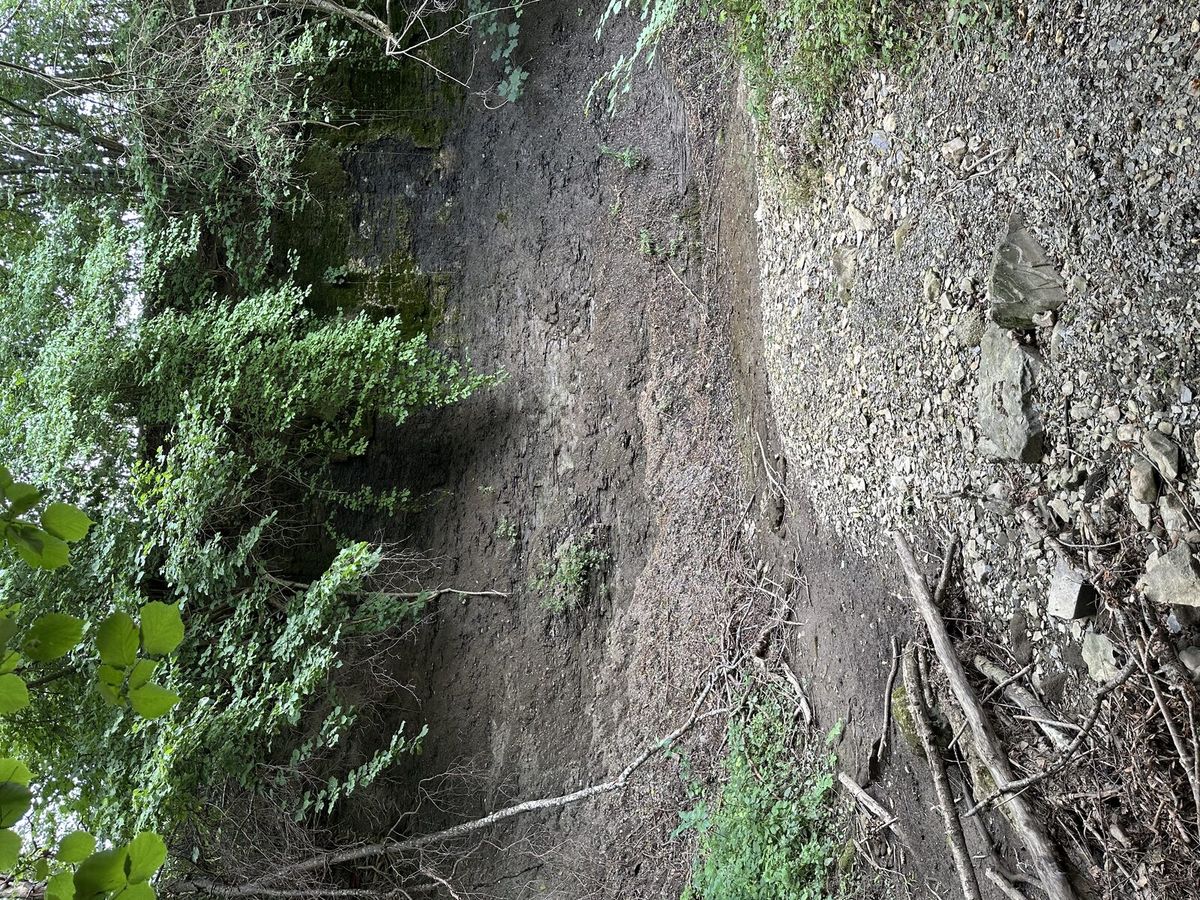Ausgetrocknetes Bachbett mit Geröll und Laub
