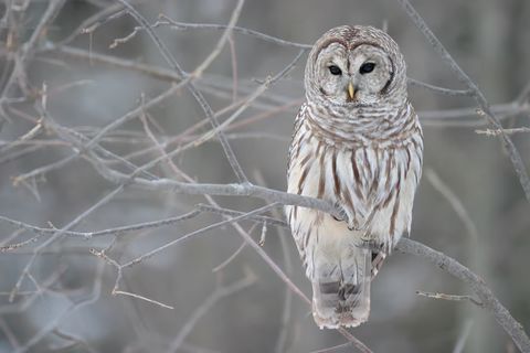 Eulen: Merkmale, Lebensweise und jagdliche Bedeutung