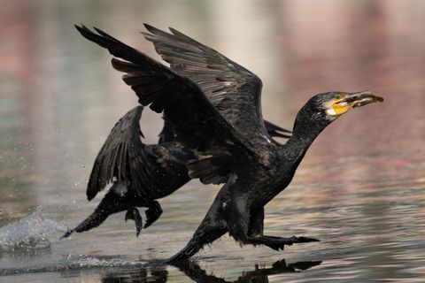 Kormoran-Studie 2026: Hoher Fraßdruck auf Jungdorsch und Flunder