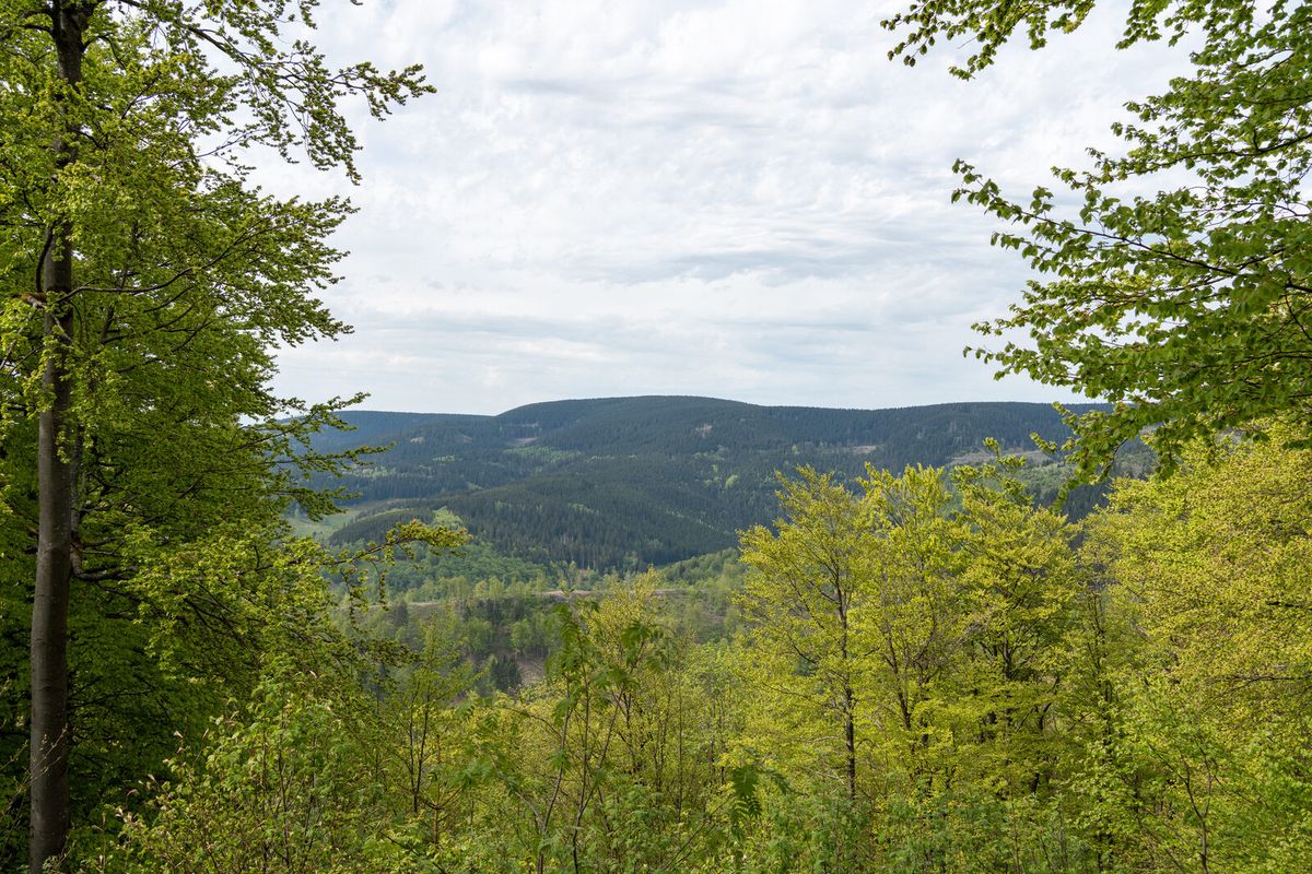 Blick über die bewaldeten Höhenzüge des Thüringer Waldes