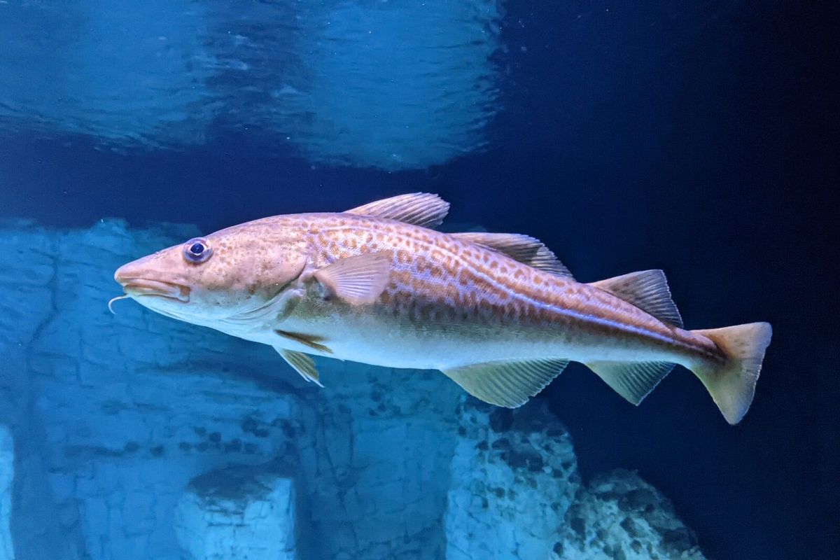 Atlantischer Dorsch schwimmt unter Wasser