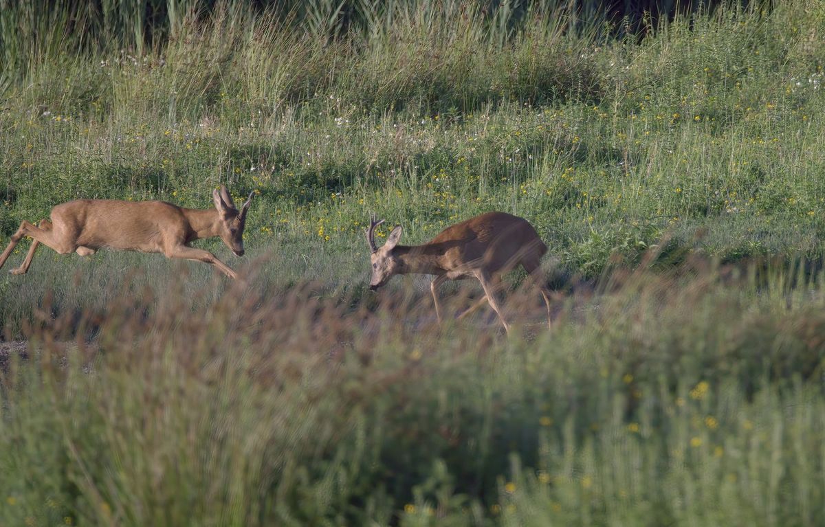 Zwei Rehböcke stehen sich mit gesenkten Köpfen auf einer Wiese gegenüber
