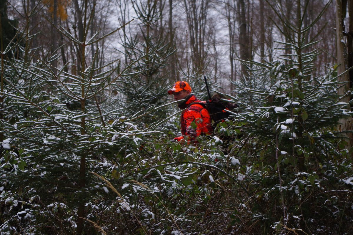 Jäger in oranger Signalkleidung steht in einer verschneiten, dichten Fichtendickung