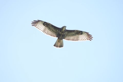 Habicht oder Mäusebussard? Im Flugbild von unten entscheidet der Stoß