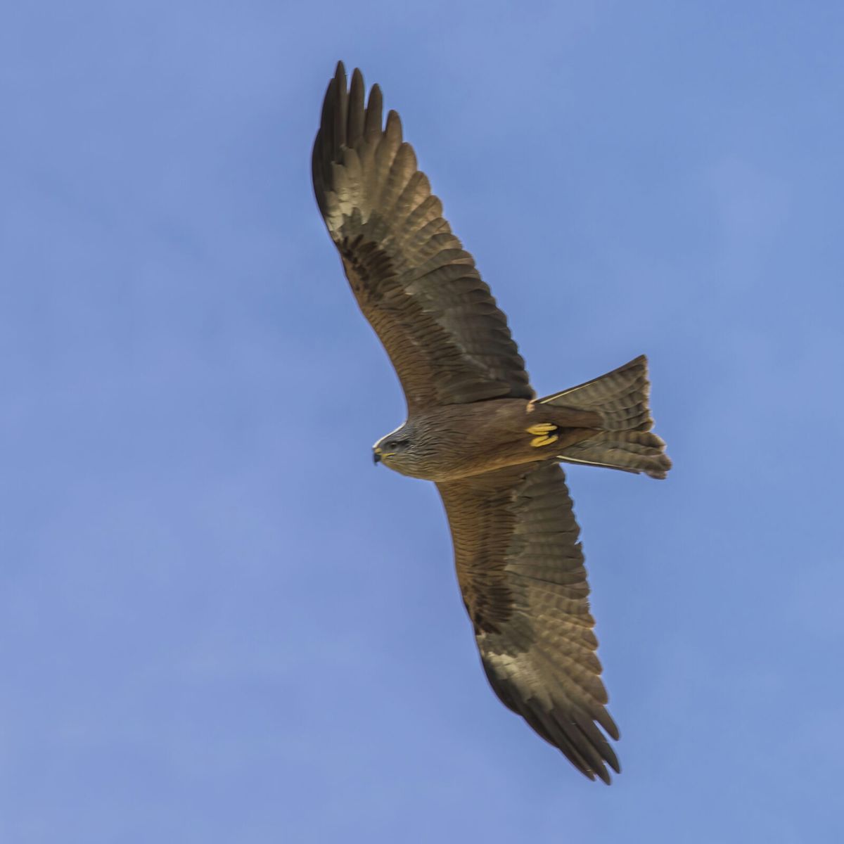 Schwarzmilan im Flugbild von unten, gleichmäßig dunkelbraun mit nur flach eingekerbtem Stoß