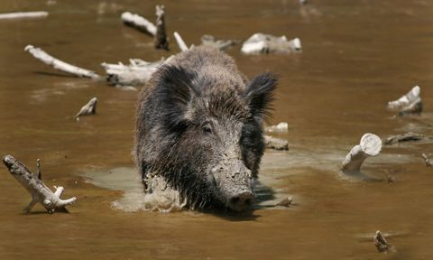 Schwarzwildstrecke 2024/25: Jäger erlegen wieder mehr Wildschweine – was das für ASP und Reviere bedeutet