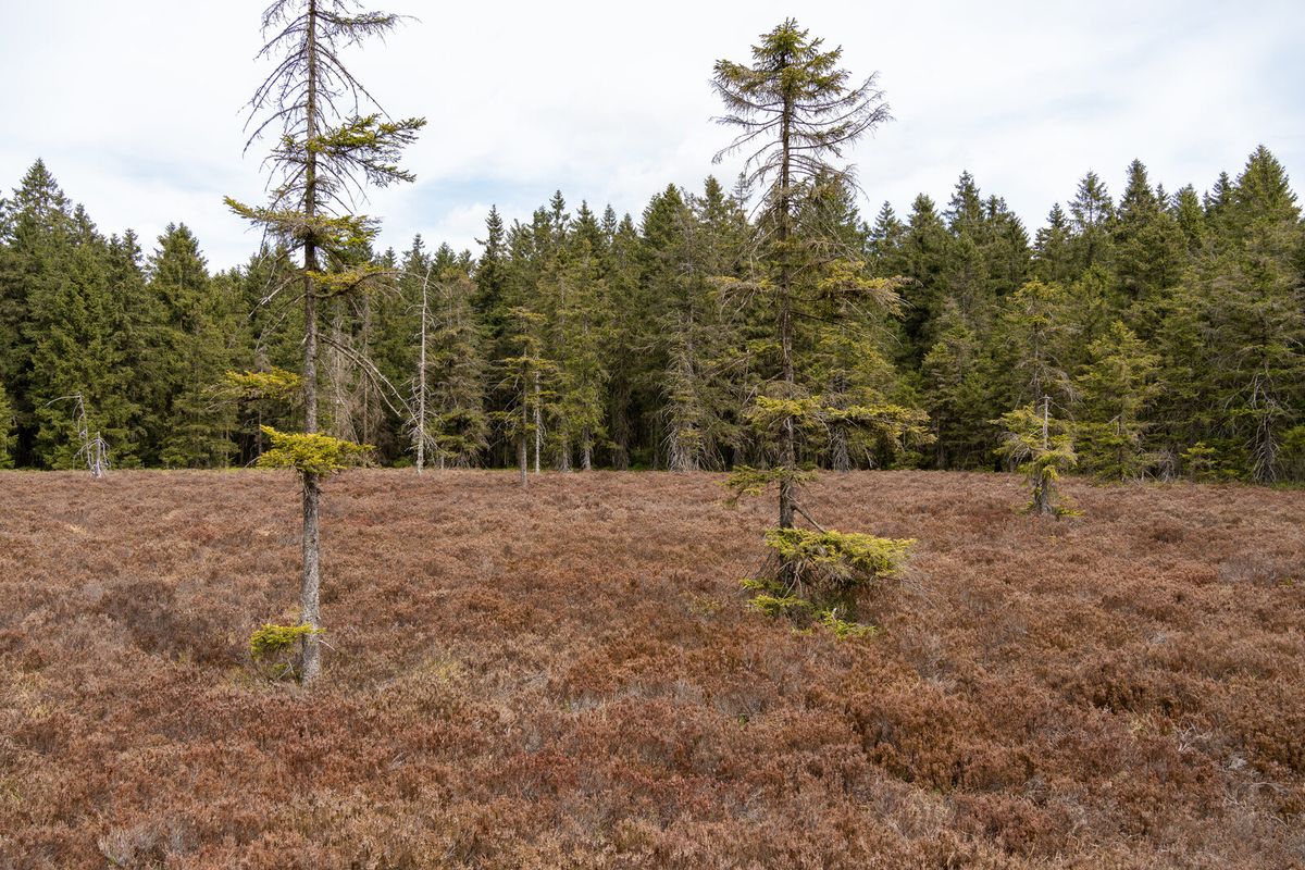 Schützenbergmoor im Thüringer Wald bei Oberhof