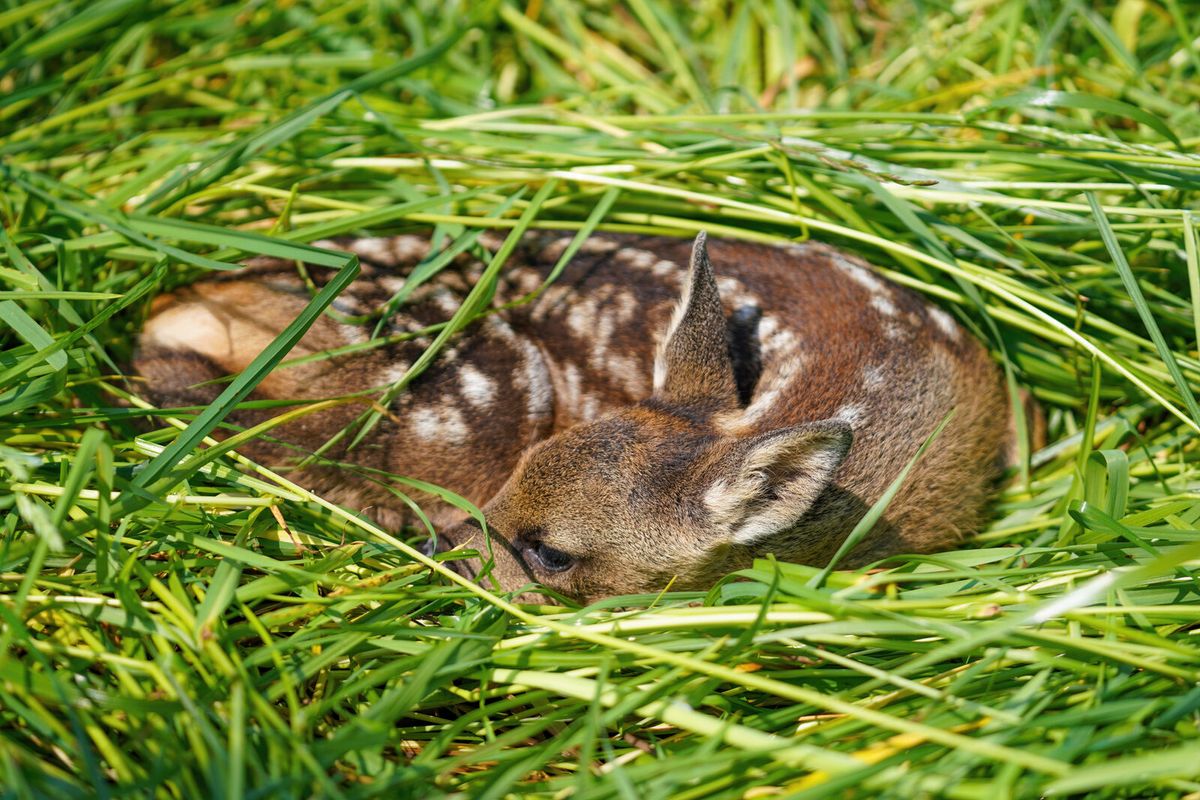 Junges Rehkitz drückt sich reglos in hohes Gras