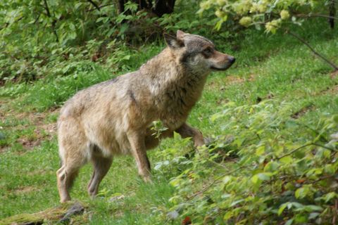 Hornisgrinde-Wolf: Neue Vergrämung nach weiteren Annäherungen