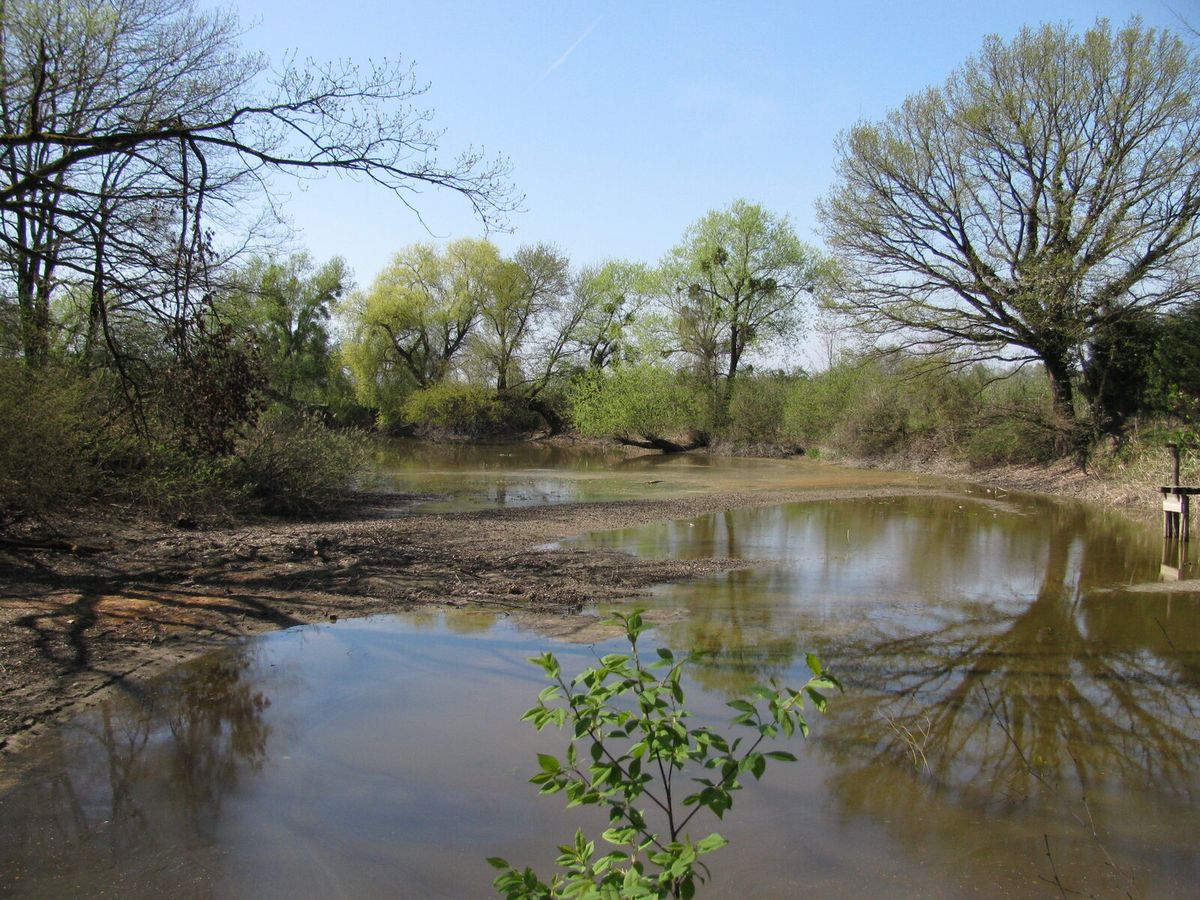 Flache Wasserflächen und freiliegender Boden im Eriskircher Ried am Bodensee