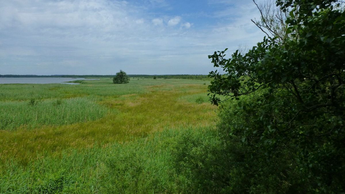 Flaches Ostufer des Steinhuder Meeres mit breitem Schilf- und Verlandungsgürtel