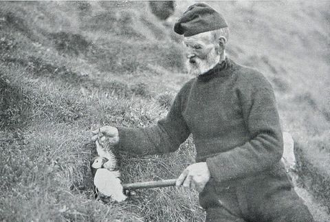 Einführung in die Vogelkunde für Jäger