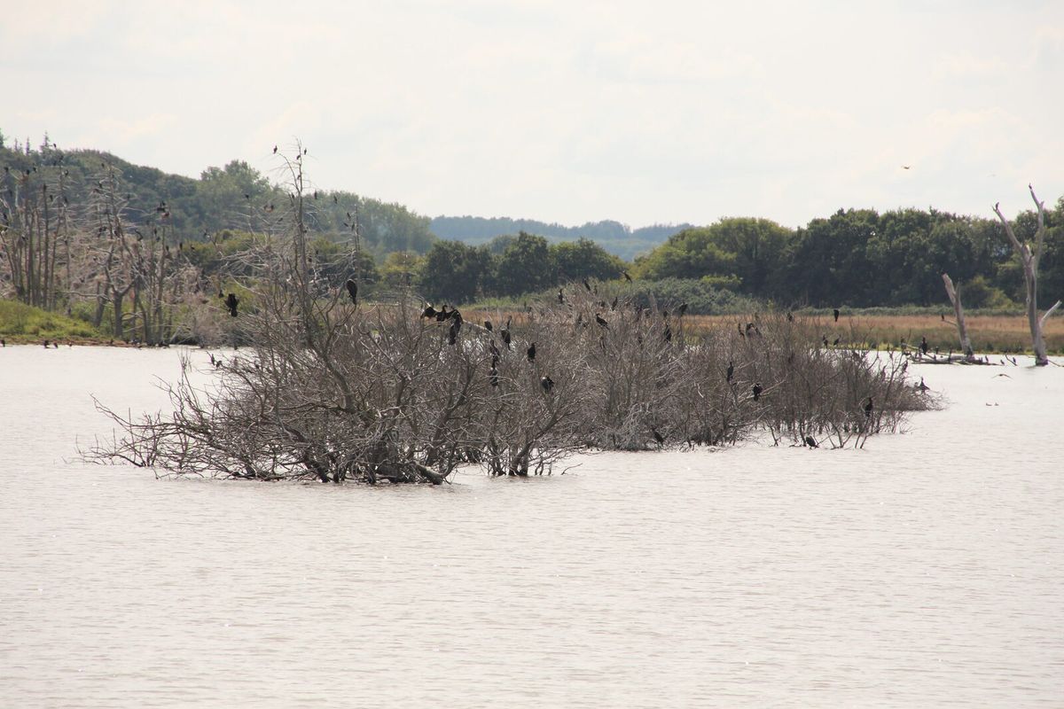 Kormoran-Kolonie mit Nestern in abgestorbenen Bäumen im Geltinger Noor