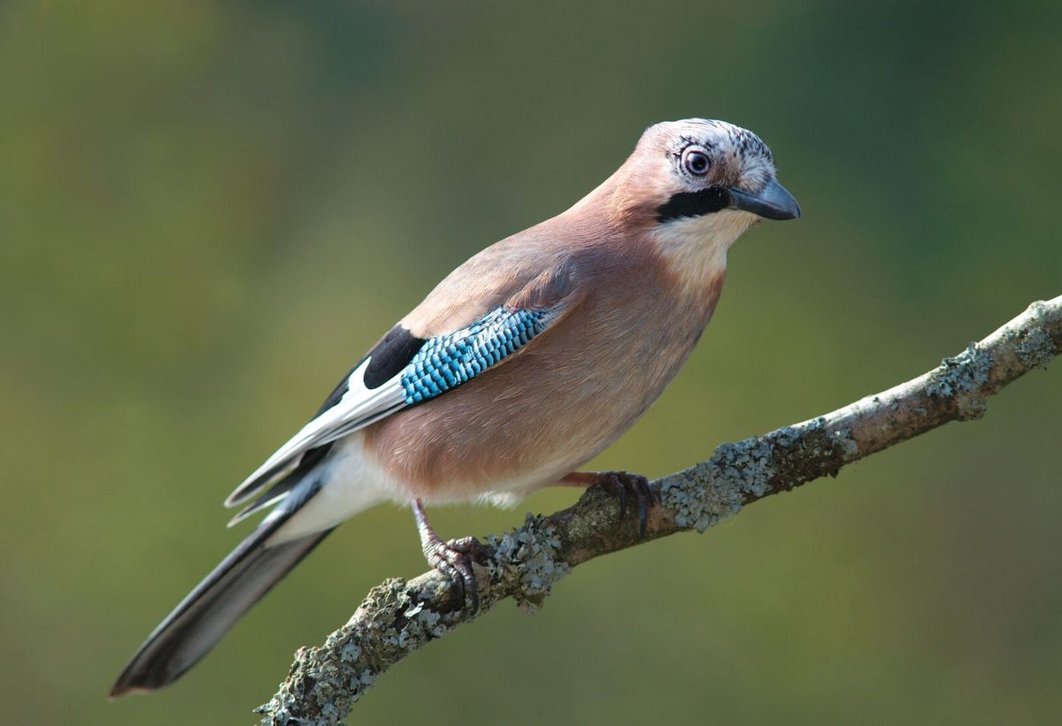 Eichelhäher mit rötlich-braunem Gefieder und blauem Flügelfeld