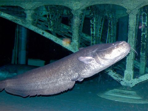 Europäischer Wels ist Fisch des Jahres 2026: Was der Boom für Angler bedeutet